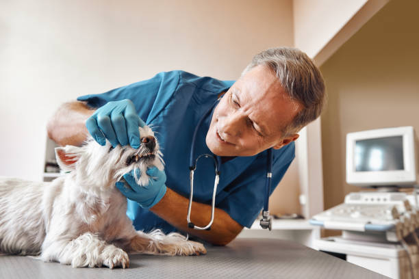 Best After-Hours Dental Care in Boiling Springs, NC